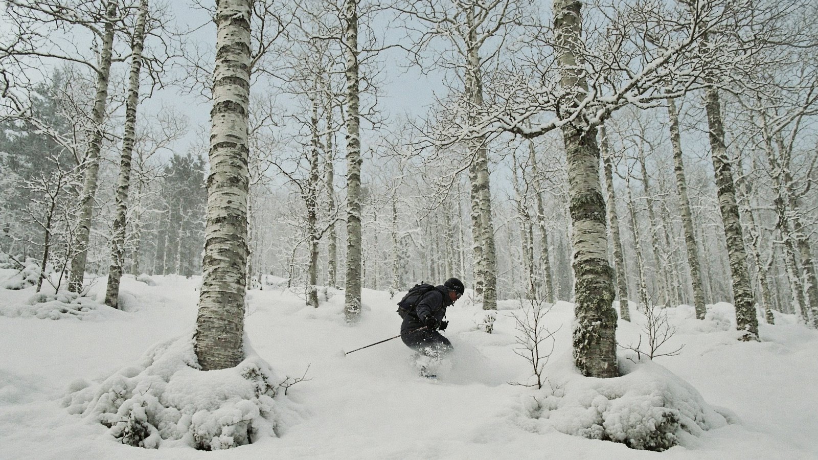 安努普利白樺林間粉雪